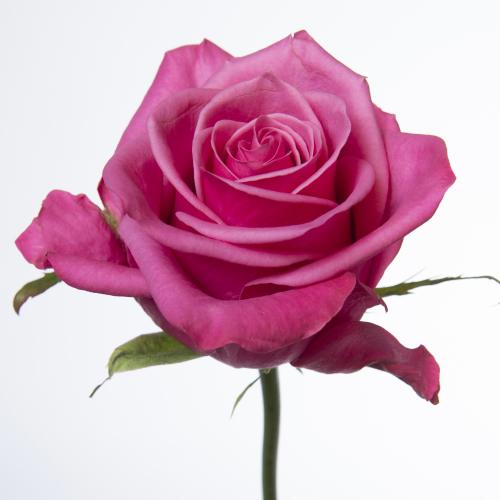 10x Rosa kiss me kate 50cm