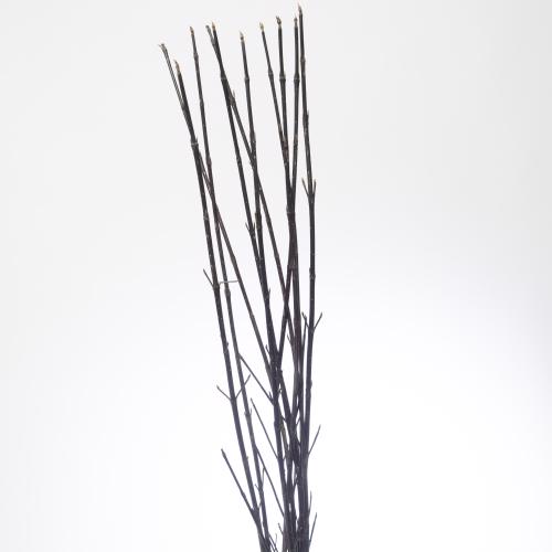 10x Tk cornus kesselringii 80cm
