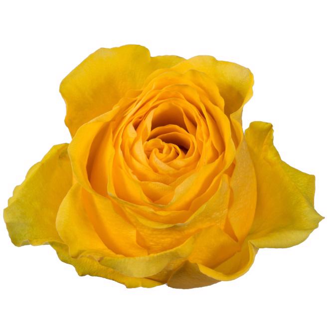 10x Rosa brighton 50cm