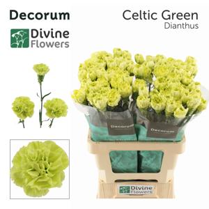 20x Dian.st.celtic 60cm