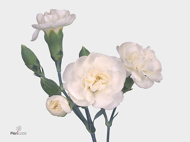 20x Dian.tr.white fleurette 60cm