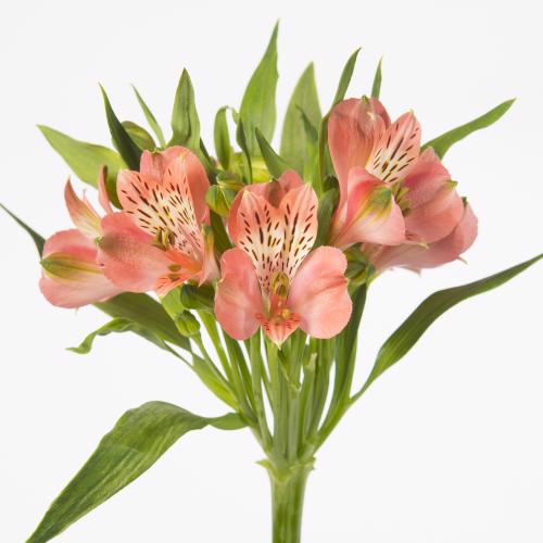 10x Alstroemeria estee 70cm