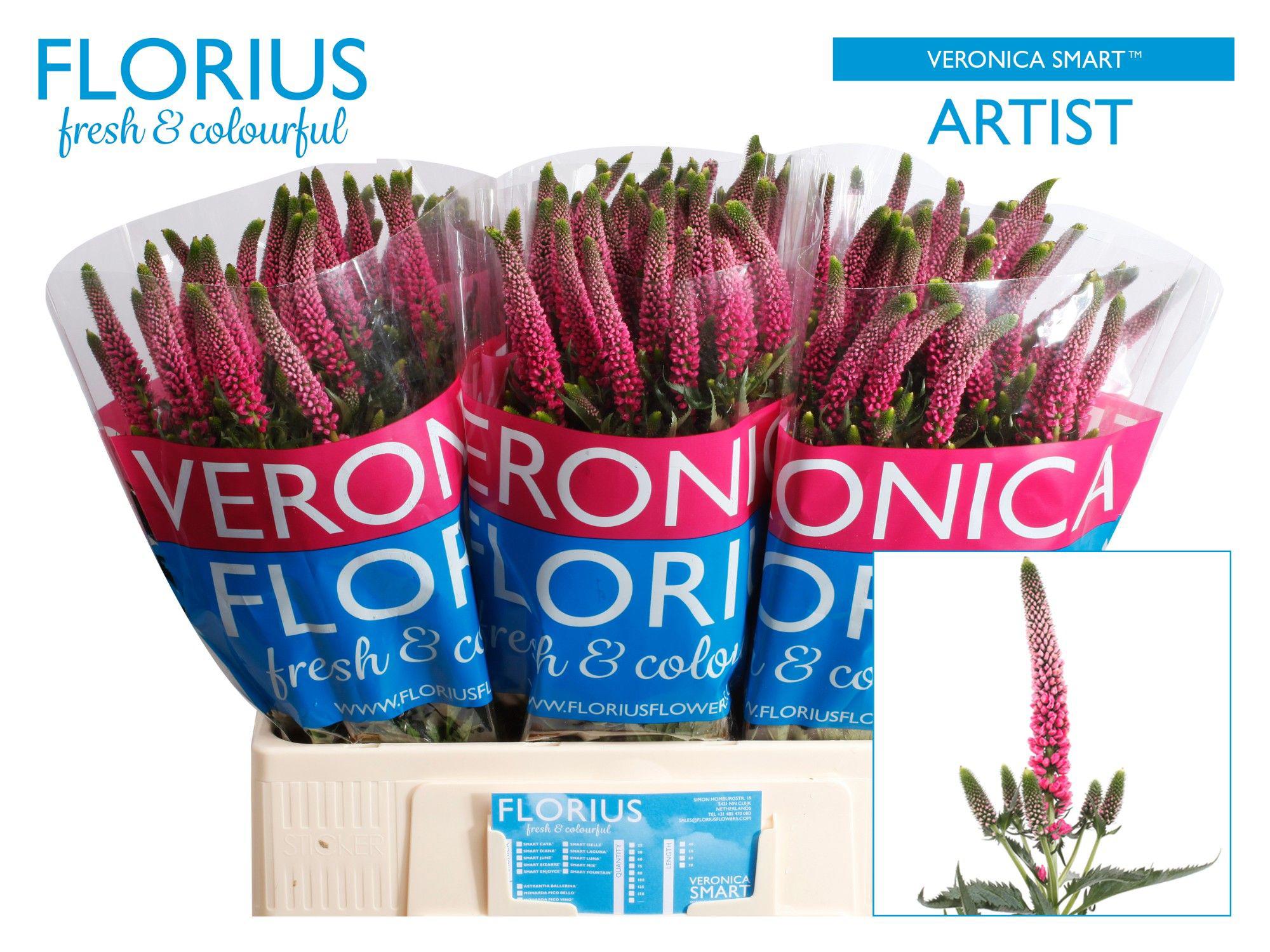 25x Veron.smart artist 60cm