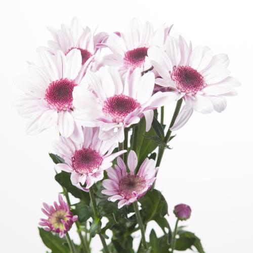 10x Chrysant stresa 70cm