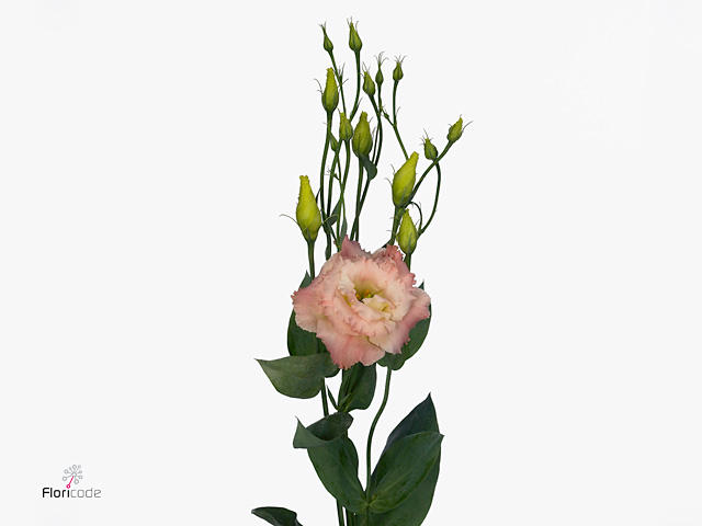 10x Eust.alissa champagne du 70cm