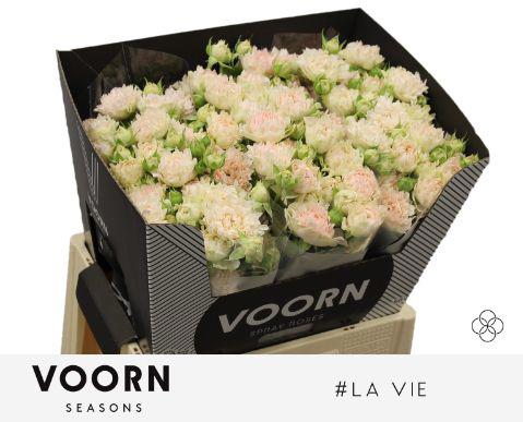 10x Rosa tr. #la vie 60cm