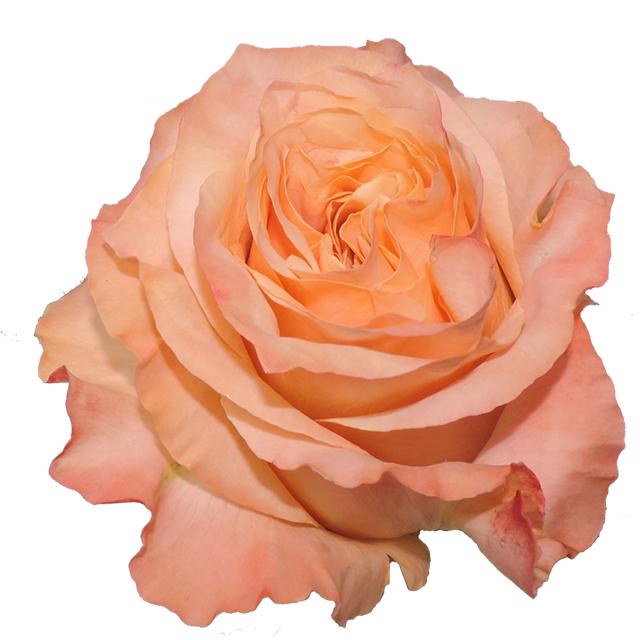 25x Rosa shimmer 60cm