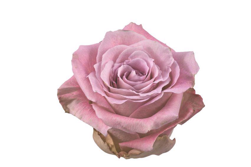 10x Rosa faith 50cm