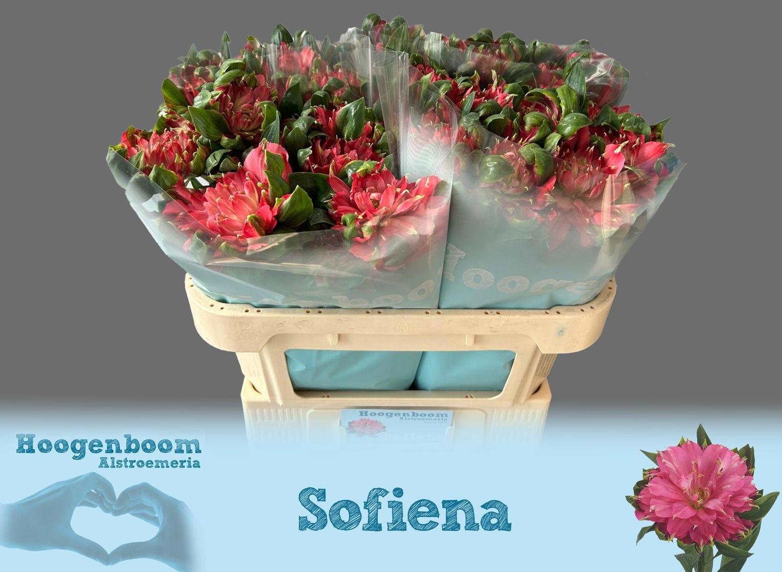 10x Alstroemeria fashionista sofiena 70cm