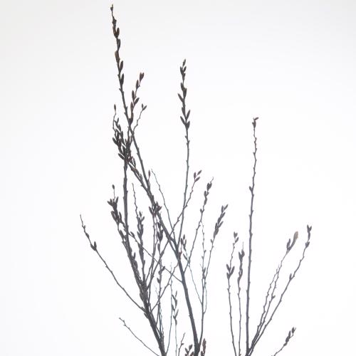 25x Tk myrica 60cm