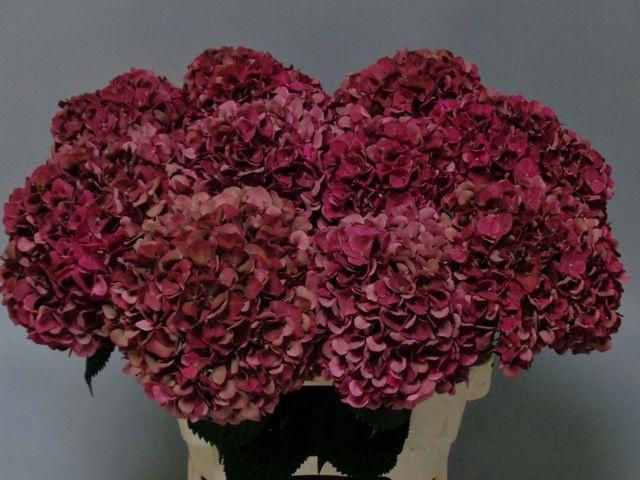 10x Hydr.mag.pink ruby classic 60cm
