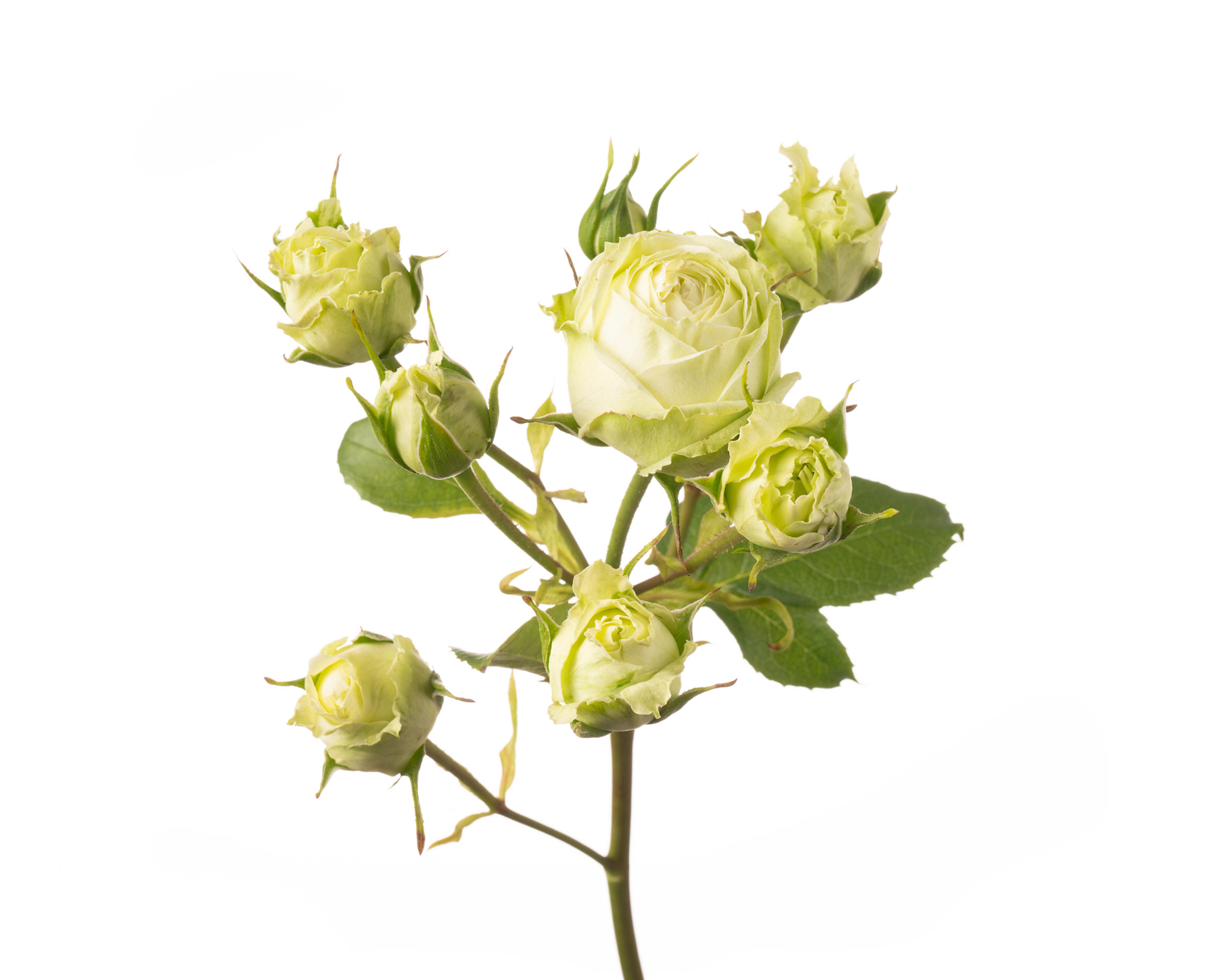 10x Rosa wedding piano 60cm