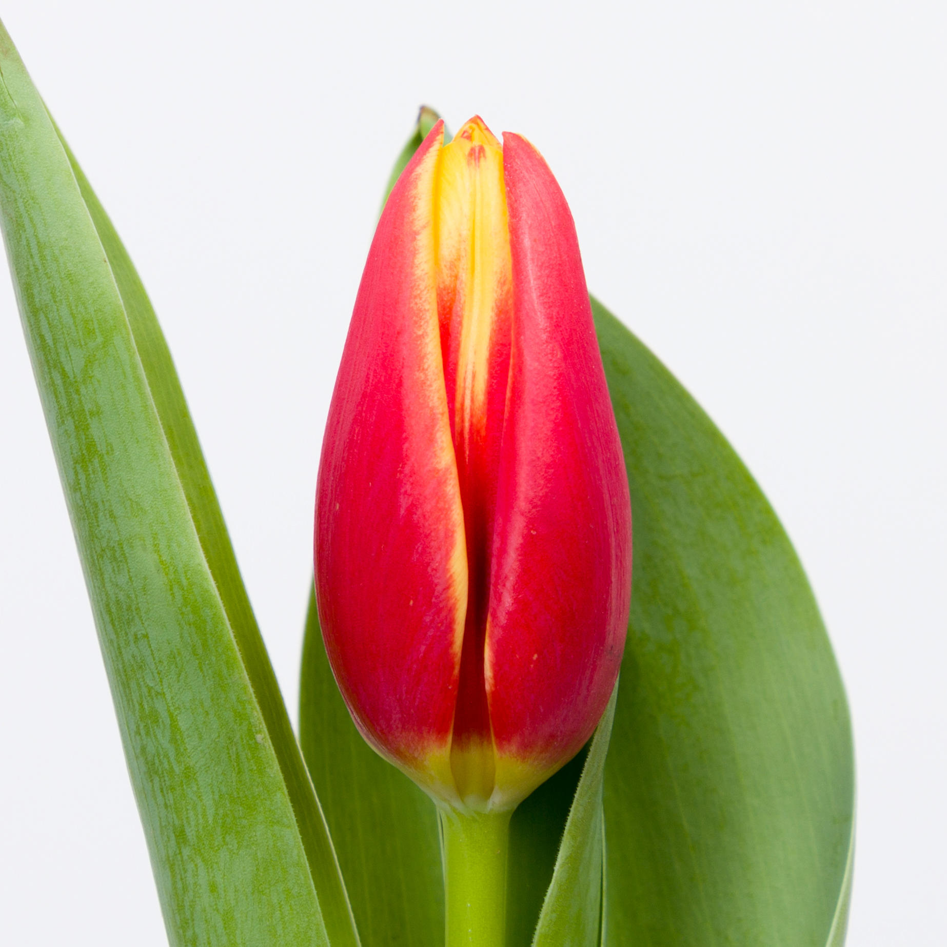50x Tulipa tarzan en 50cm