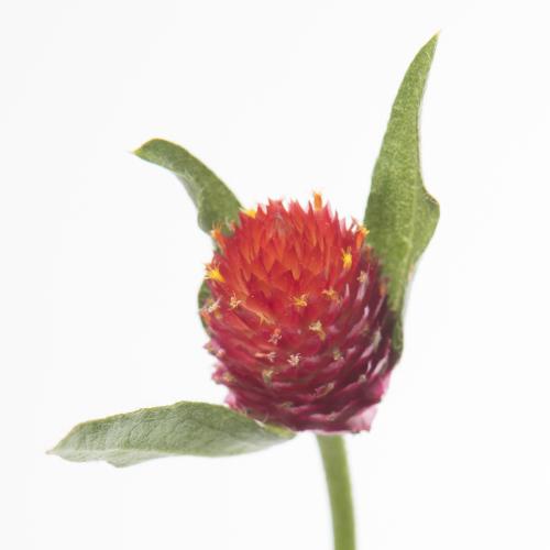 100x Gomphrena strawberry fields 50cm