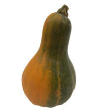 12x Sf cucurbita kalebas 10cm