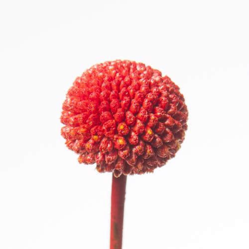 50x Craspedia rood 70cm