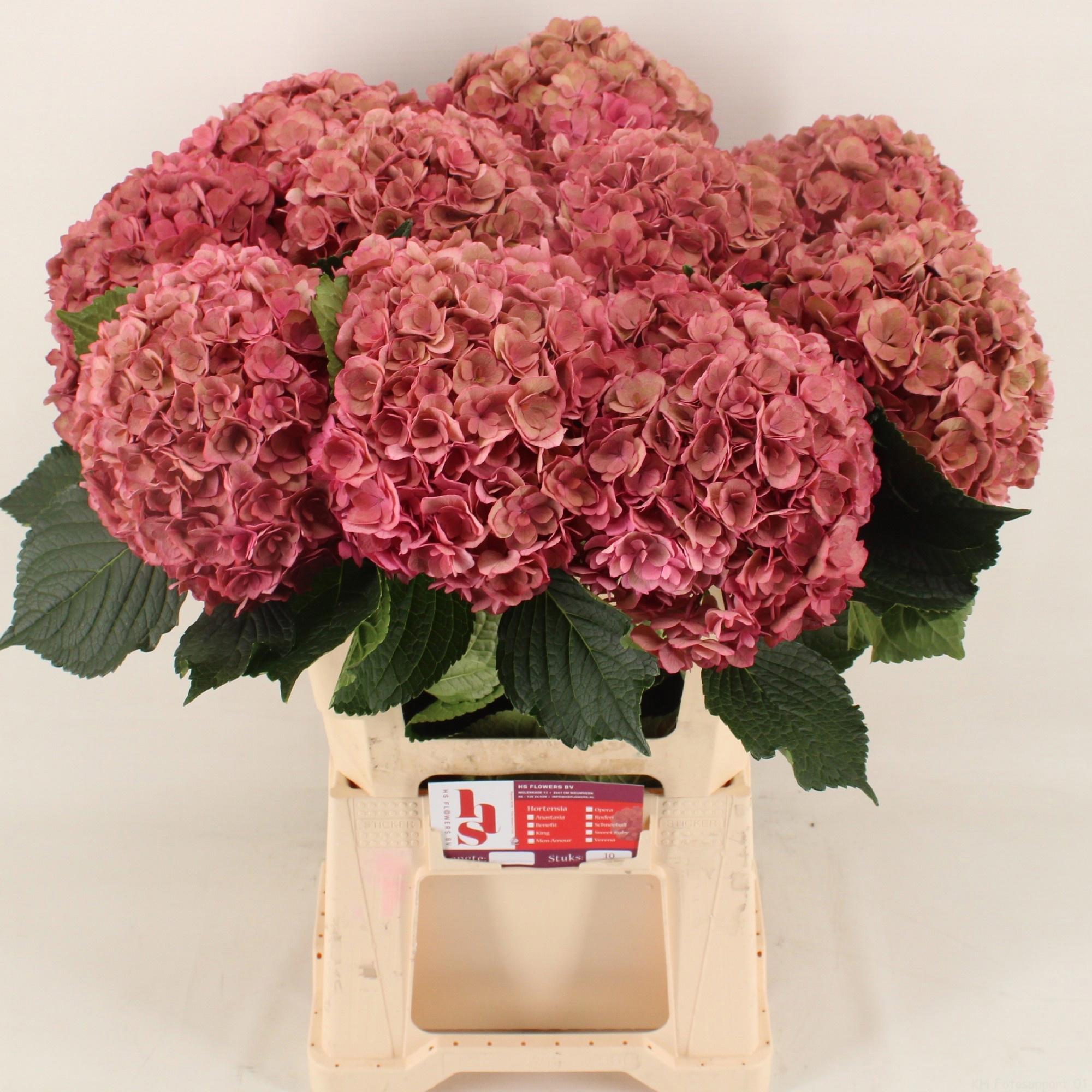 10x Hydr.royal anastasia classic 60cm