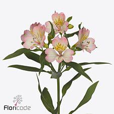 10x Alstroemeria true dream 70cm