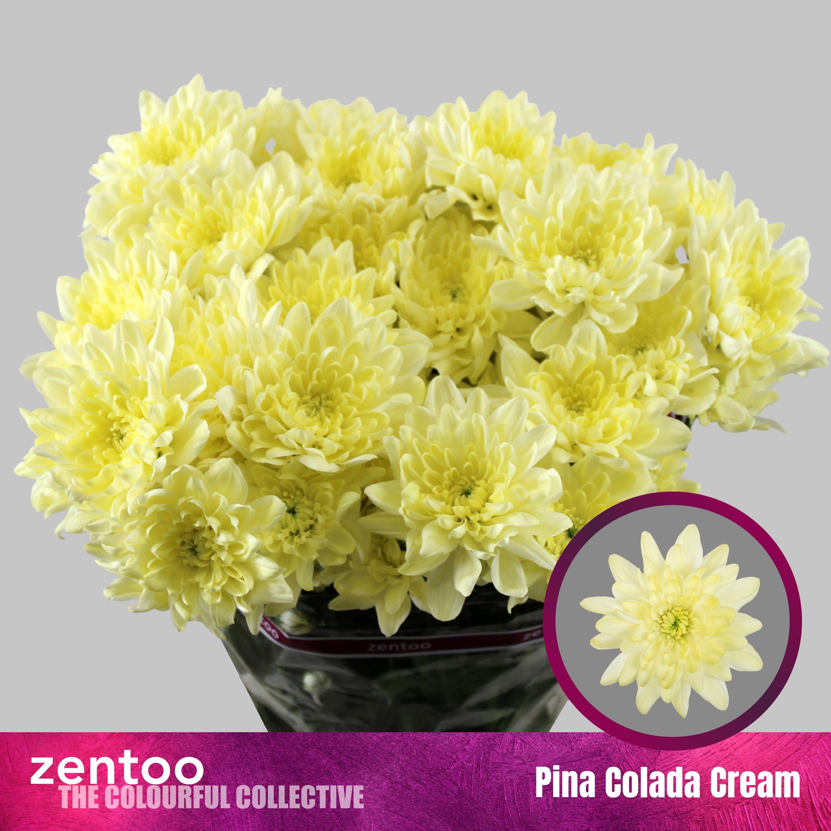 10x Chrysant pina colada cream 70cm