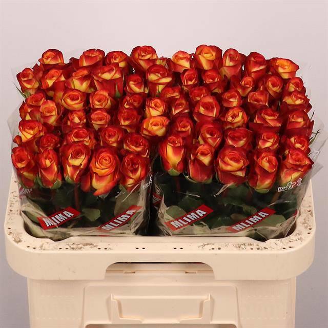 20x Rosa firefox 60cm