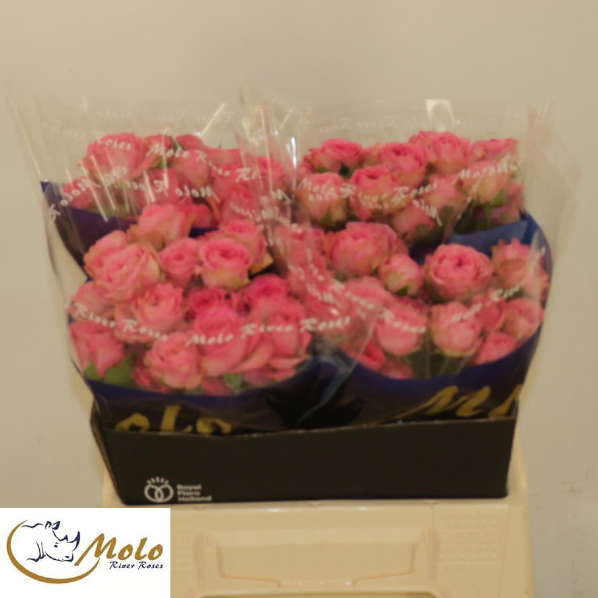 10x Rosa elisana 40cm