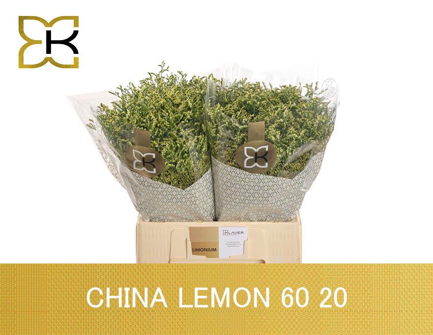 25x Lim.china lemon 60cm