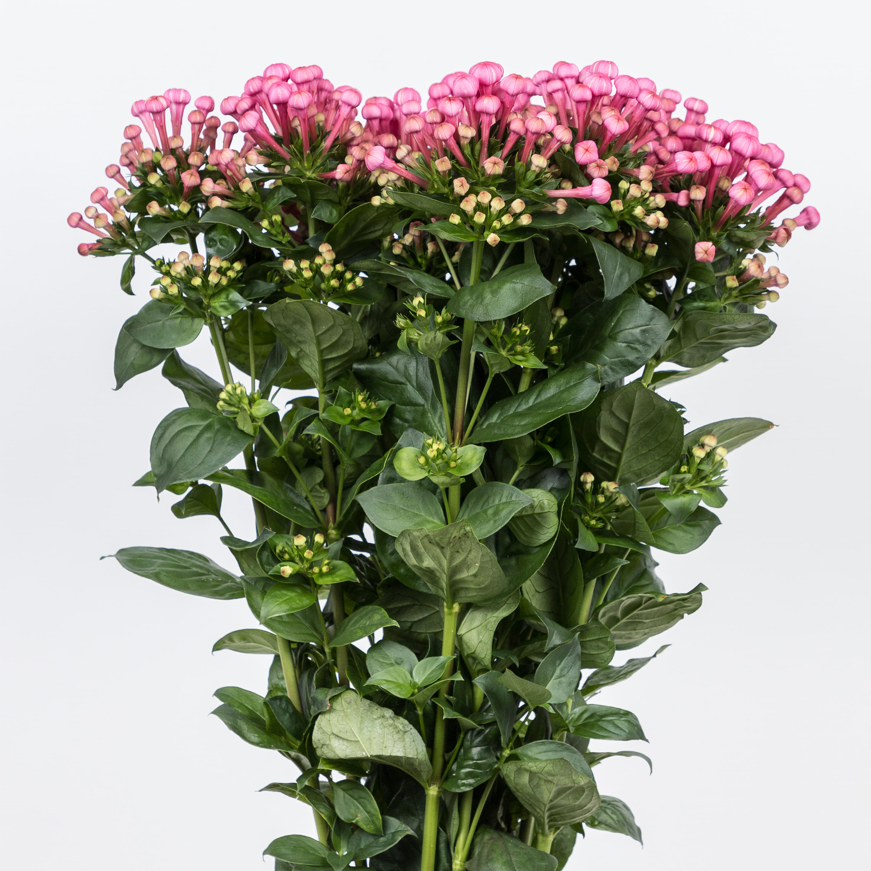 10x Bouv.royal roza 50cm