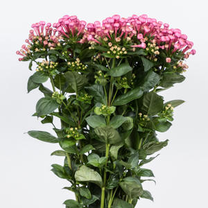 10x Bouv.royal roza 40cm