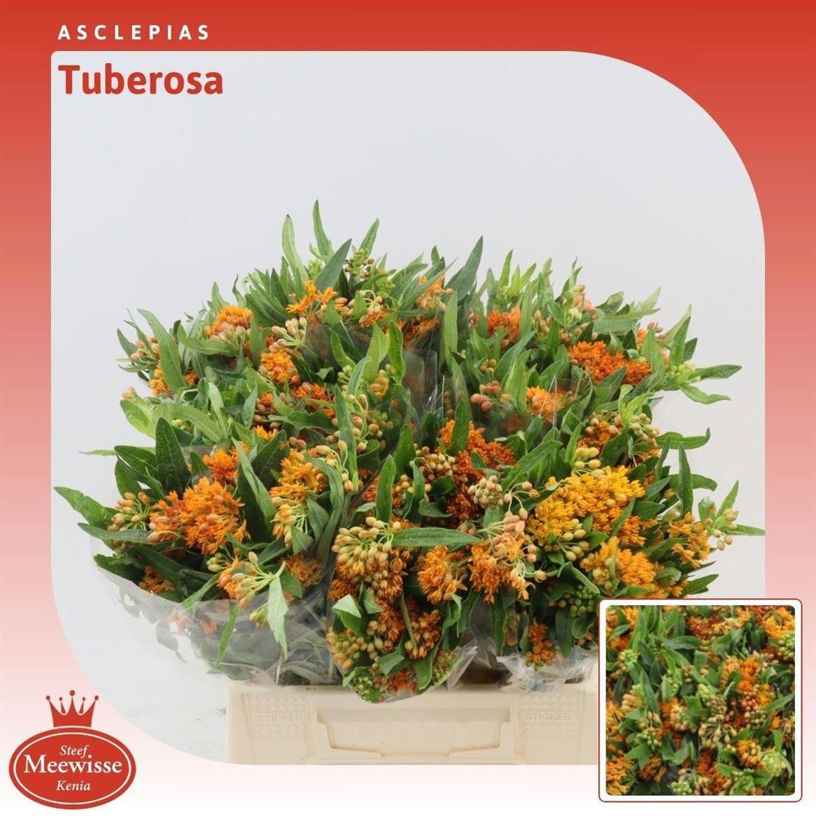 10x Ascl.tuberosa 40cm
