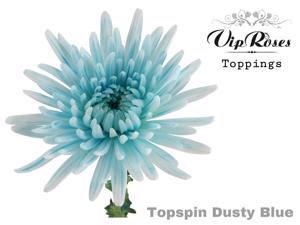 20x Chrysant topspin dusty blue 70cm