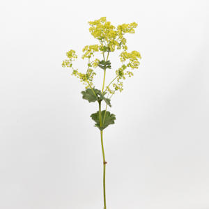 50x Alchemilla mollis robustica 50cm