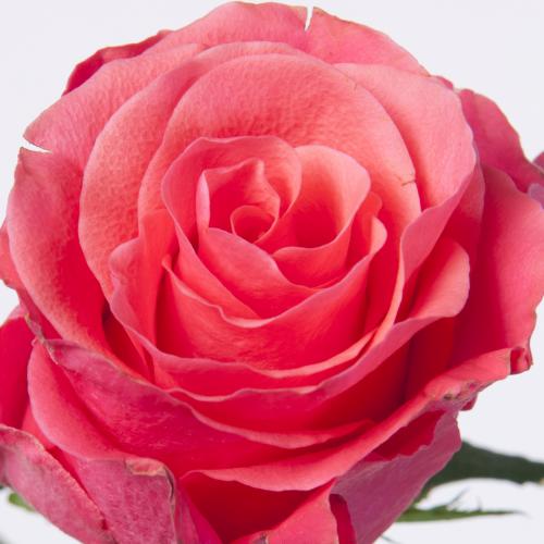 20x Rosa pink tacazzi+ 40cm