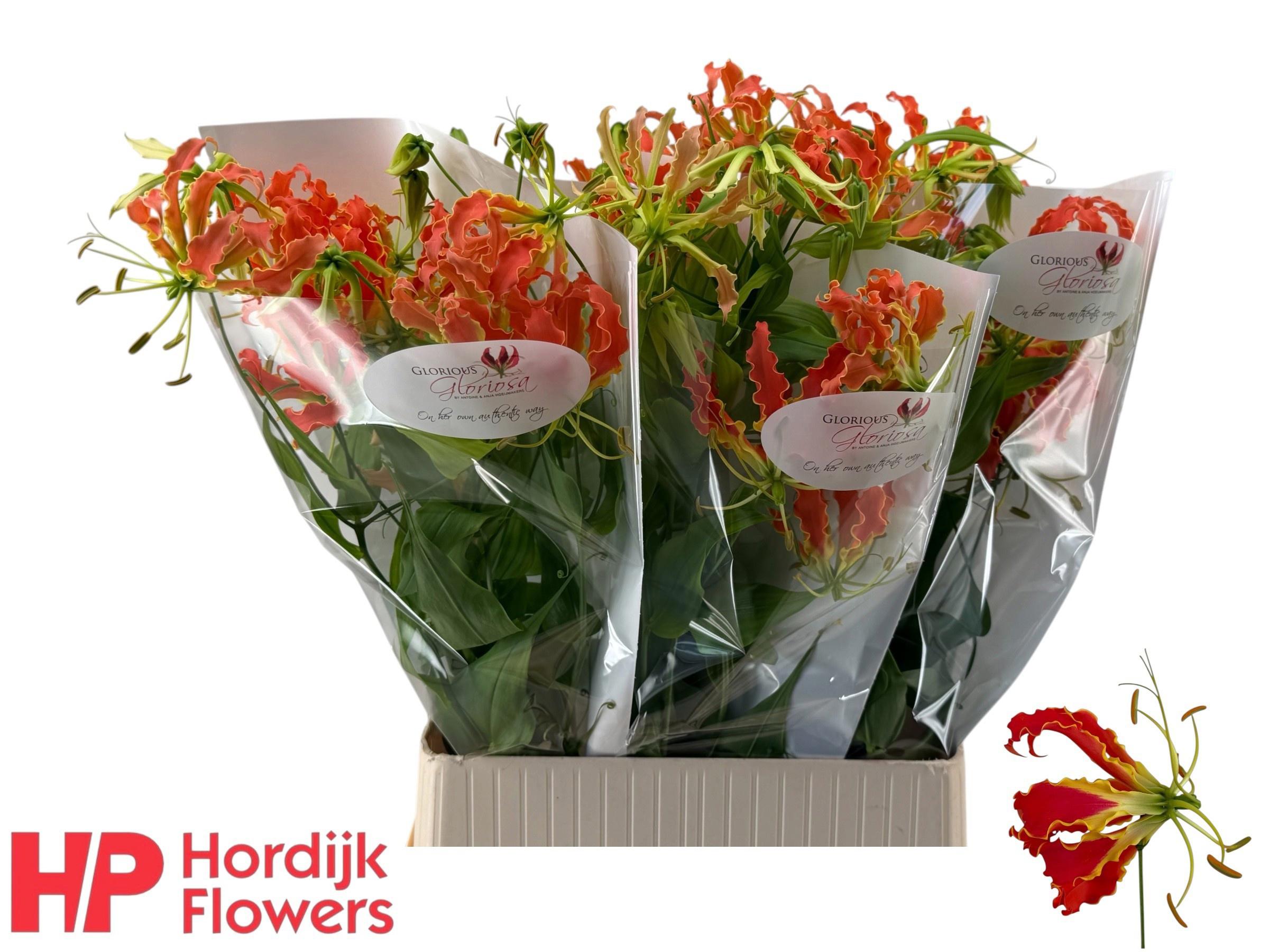5x Gloriosa exotic orange 80cm