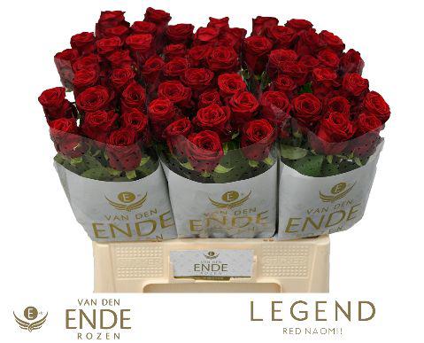 10x Rosa red naomi! 50cm