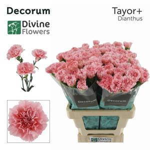 20x Dian.st.taylor+ 60cm