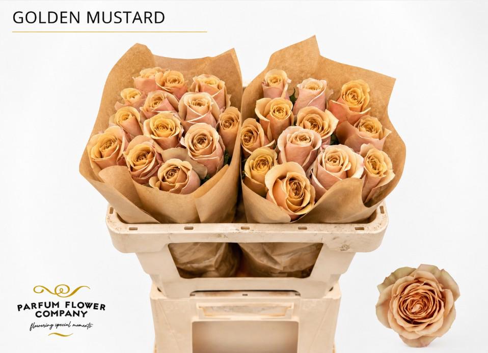 24x Rosa golden mustard 50cm