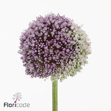 10x Allium mrs bouquet 80cm