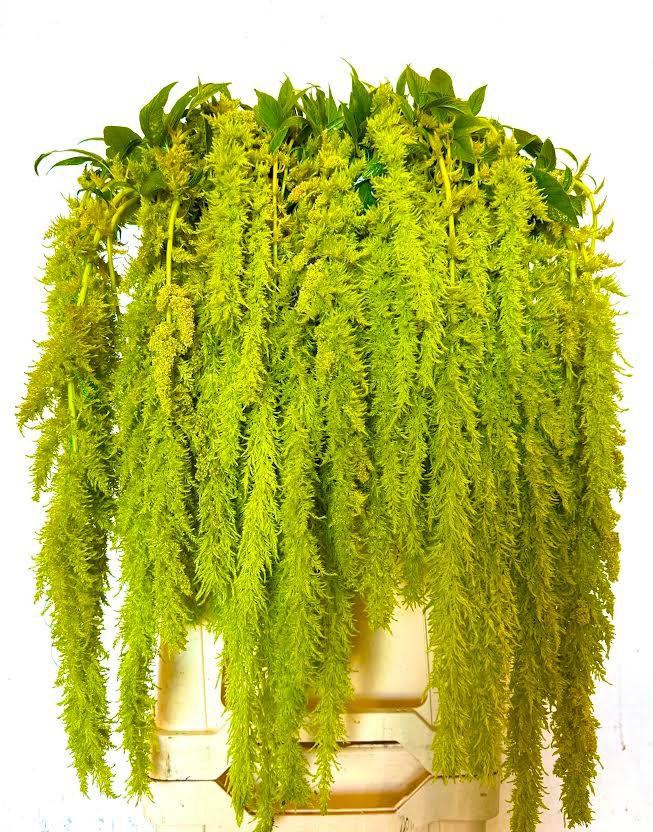 10x Amaran.hang green spider 80cm