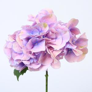 10x Hydr.marsepein blauw 60cm