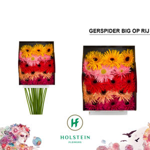 15x Gerb.mix var.op rij 70cm