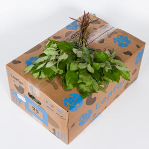 25x Sg salal tip air - leafer
