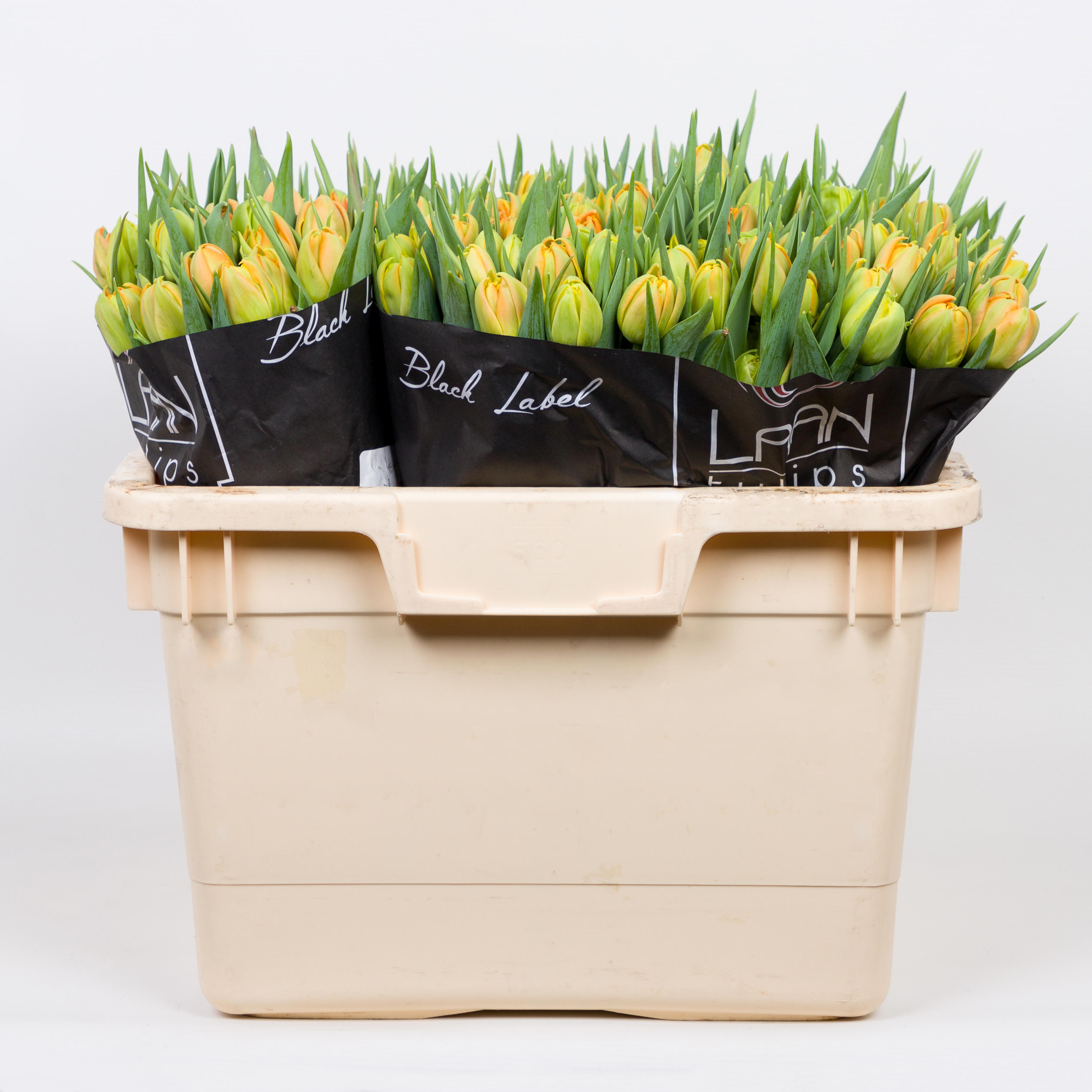 50x Tulipa monte orange du 40cm