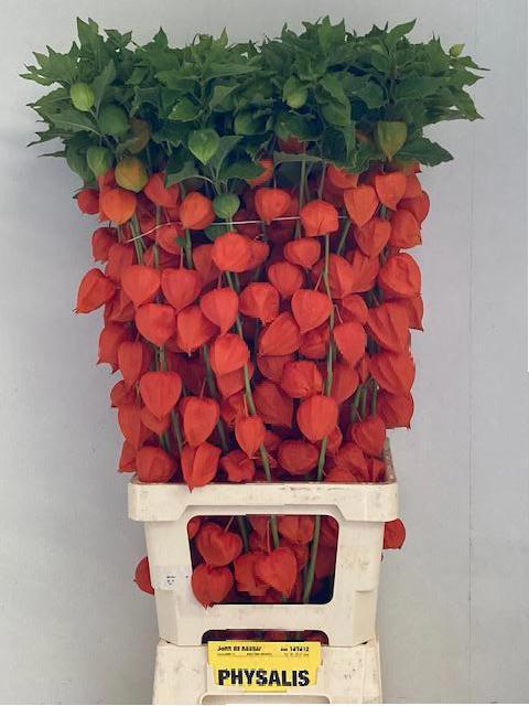 50x Phys.oranje 80cm