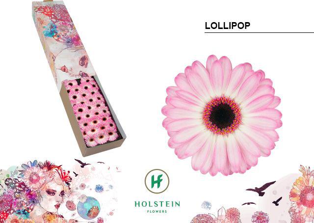 60x Germ.lollipop 40cm