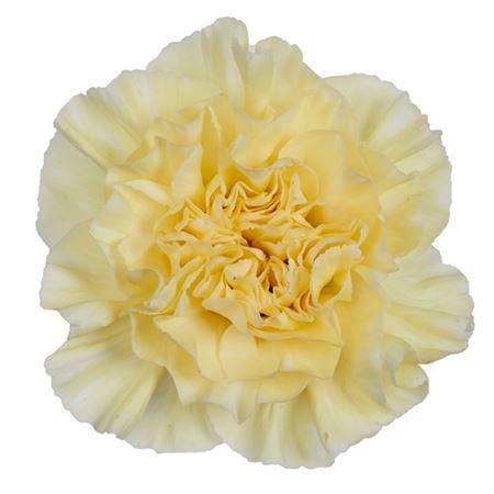20x Dian.st.roma 50cm