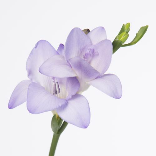 50x Freesia castor en 50cm