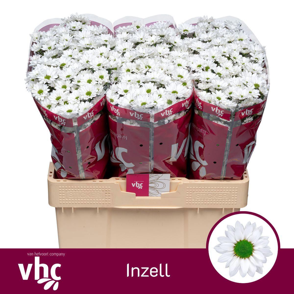 25x Chrysant san.inzell 50cm