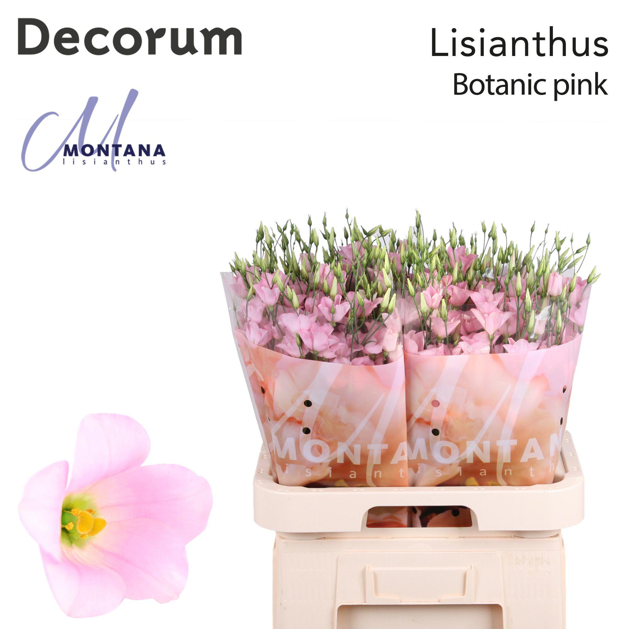 10x Eust.botanic pink en 70cm