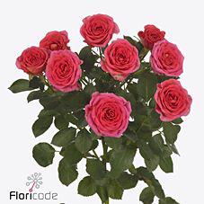 10x Rosa chimo 50cm
