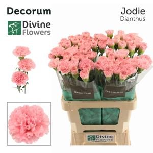 20x Dian.st.jodie 60cm